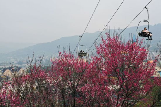 图为红梅绽放景色。杨孝永 摄