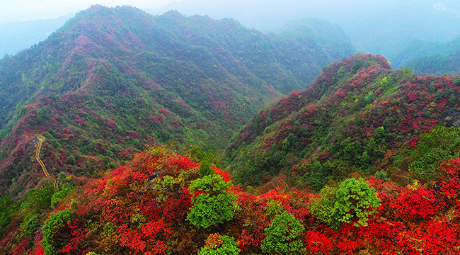 【“飞阅”中国】重庆：秋雨过后红叶美 绚丽秋景惹人醉
